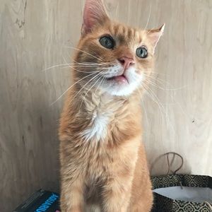 Meet your Posher, Julia